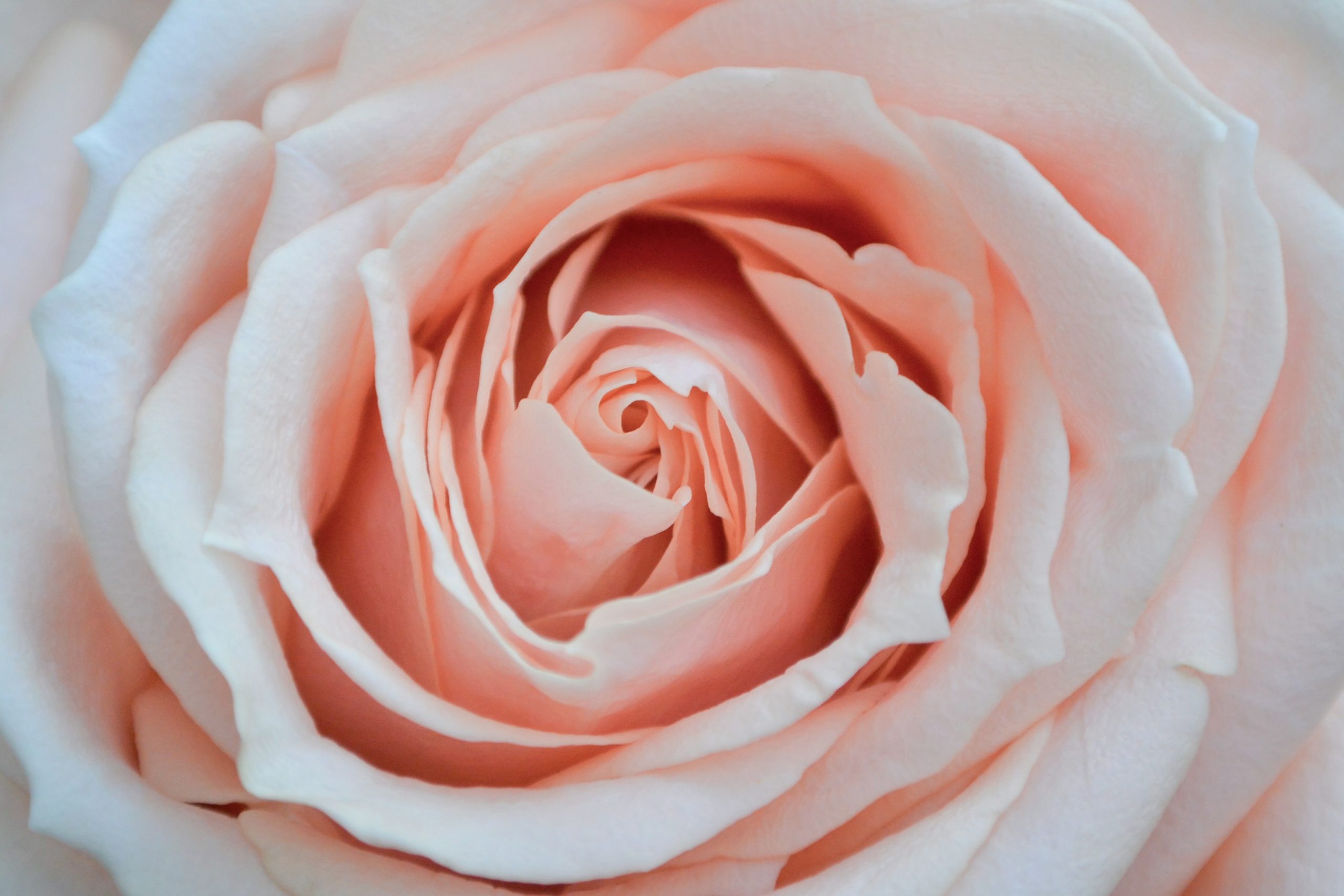 Photo par Jane Duursma pink rose in bloom close up photo