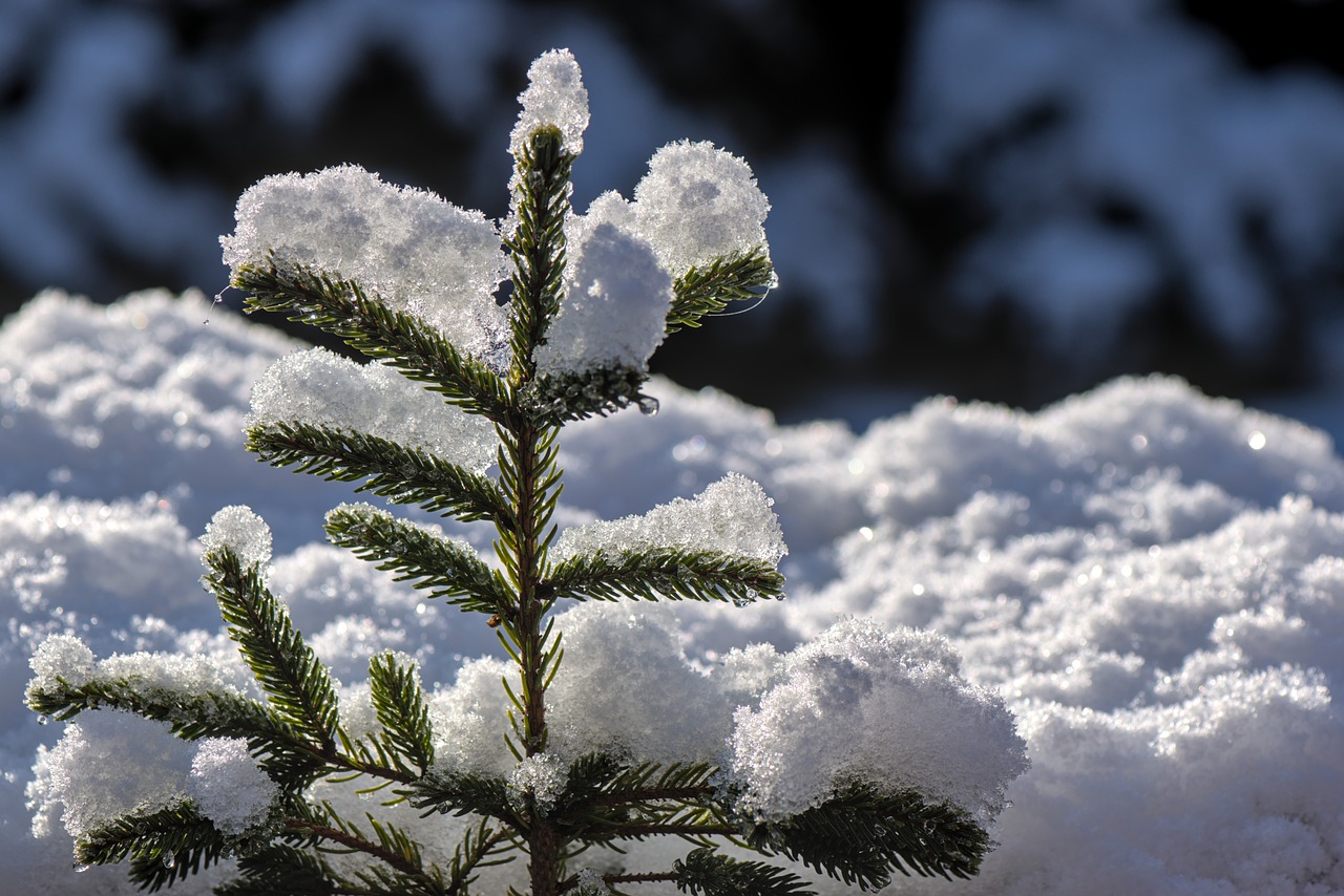 fir tree, fir green, snow