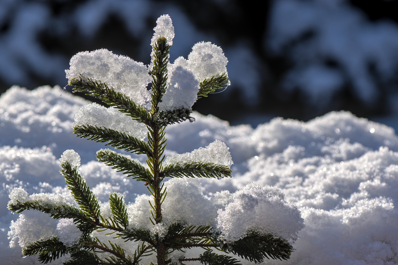 Photo par Peggychoucair fir tree, fir green, snow